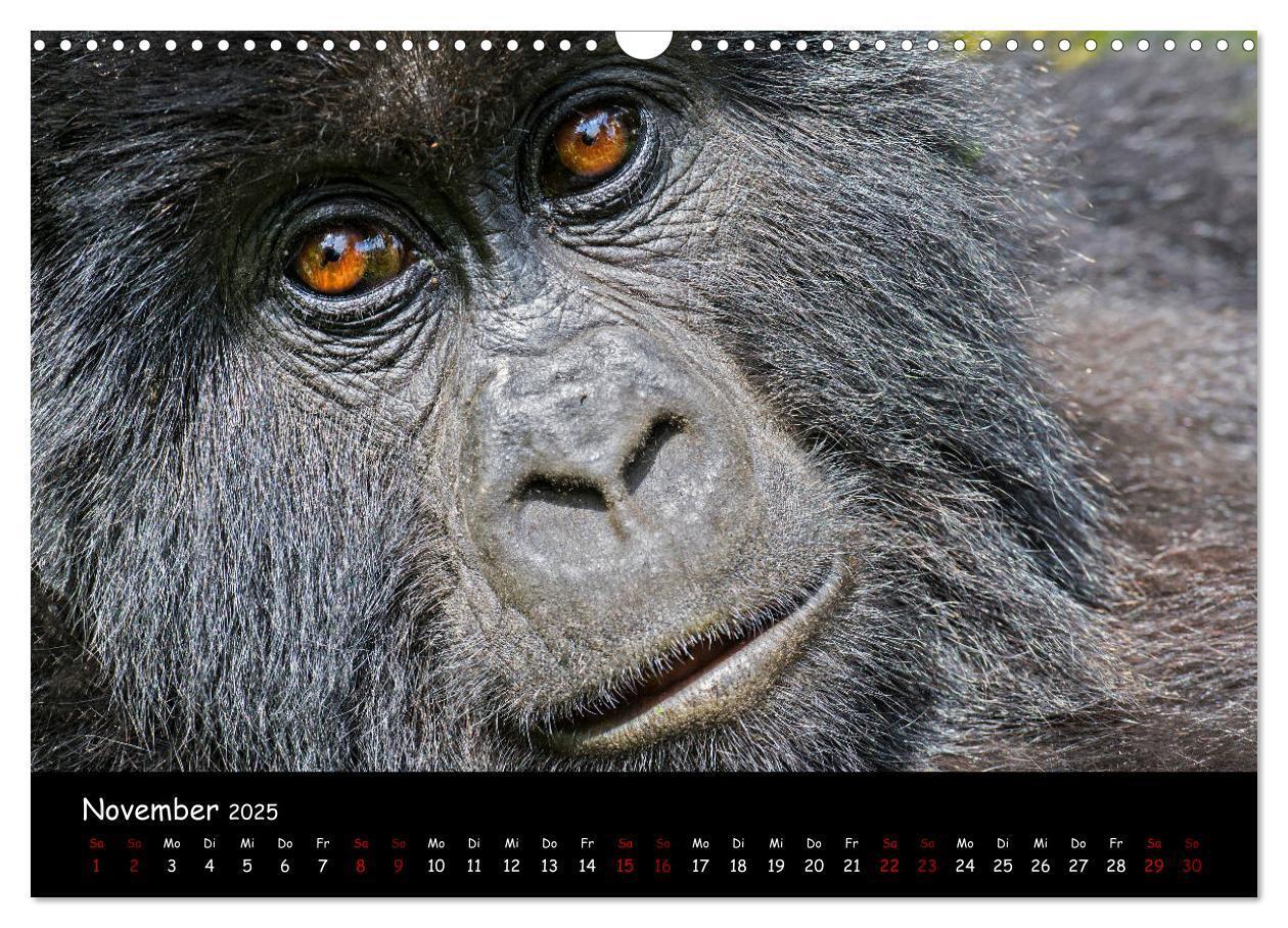 Bild: 9783435119387 | Berggorillas: die bedrohten Riesen (Wandkalender 2025 DIN A3 quer),...