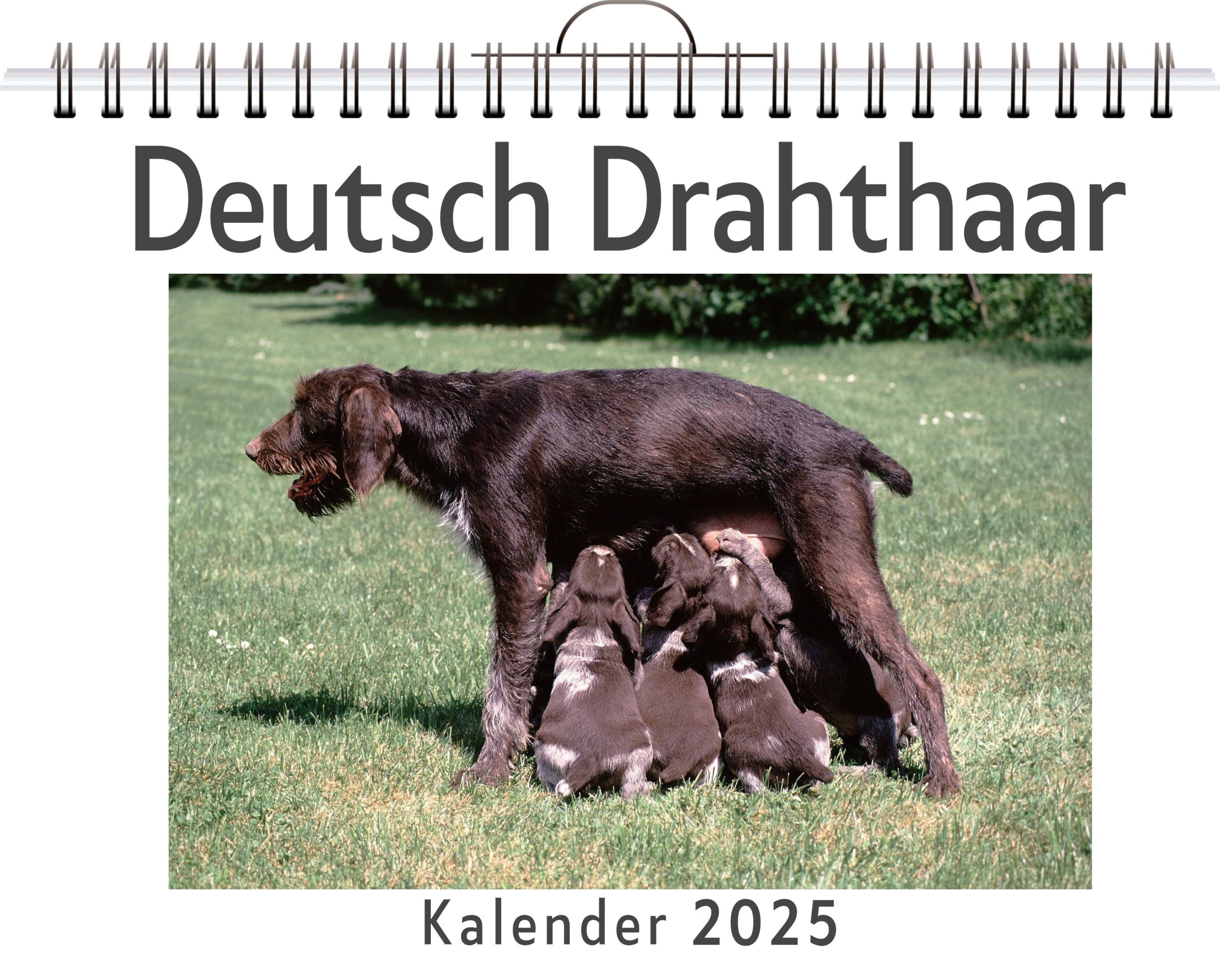 Cover: 9783759120502 | Deutsch Drahthaar | Sofia Hartmann | Kalender | Kalender | 14 S.