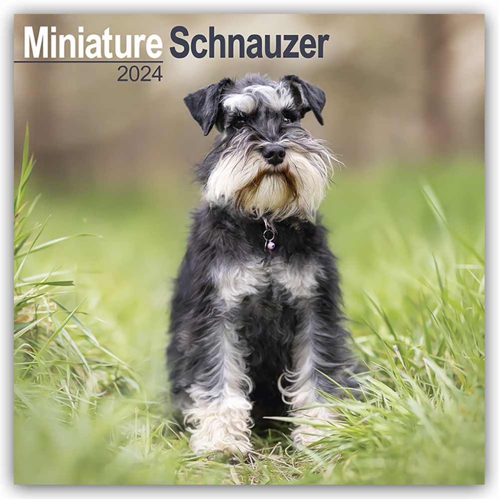 Cover: 9781804600894 | Miniature Schnauzer - Zwergschnauzer 2024 - 16-Monatskalender | Ltd