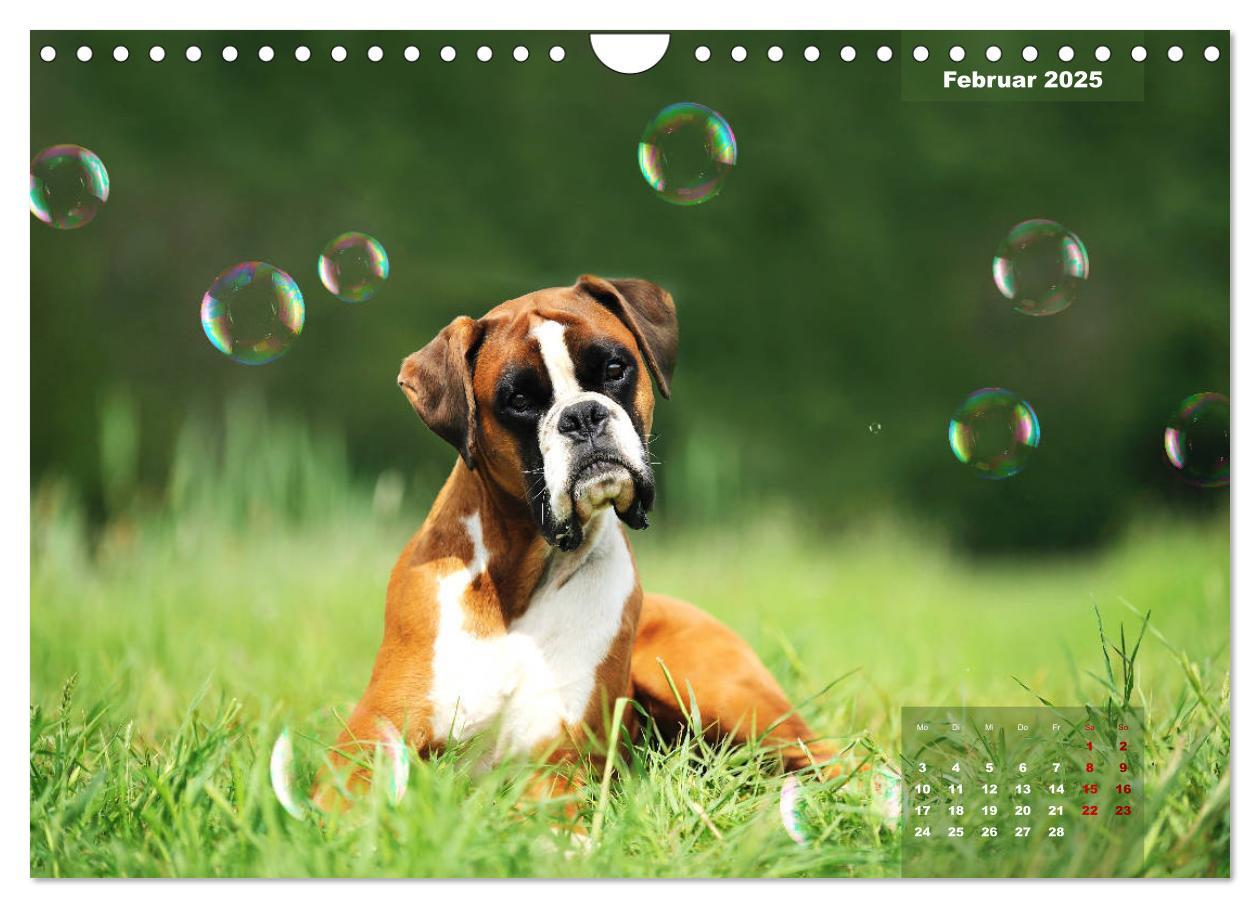 Bild: 9783435340507 | Typisch Boxer (Wandkalender 2025 DIN A4 quer), CALVENDO Monatskalender