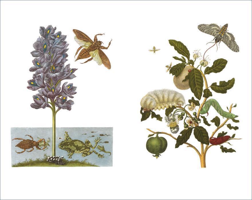 Bild: 9783458200123 | Das Insektenbuch | Maria Sibylla Merian | Buch | Insel-Bücherei | 2015
