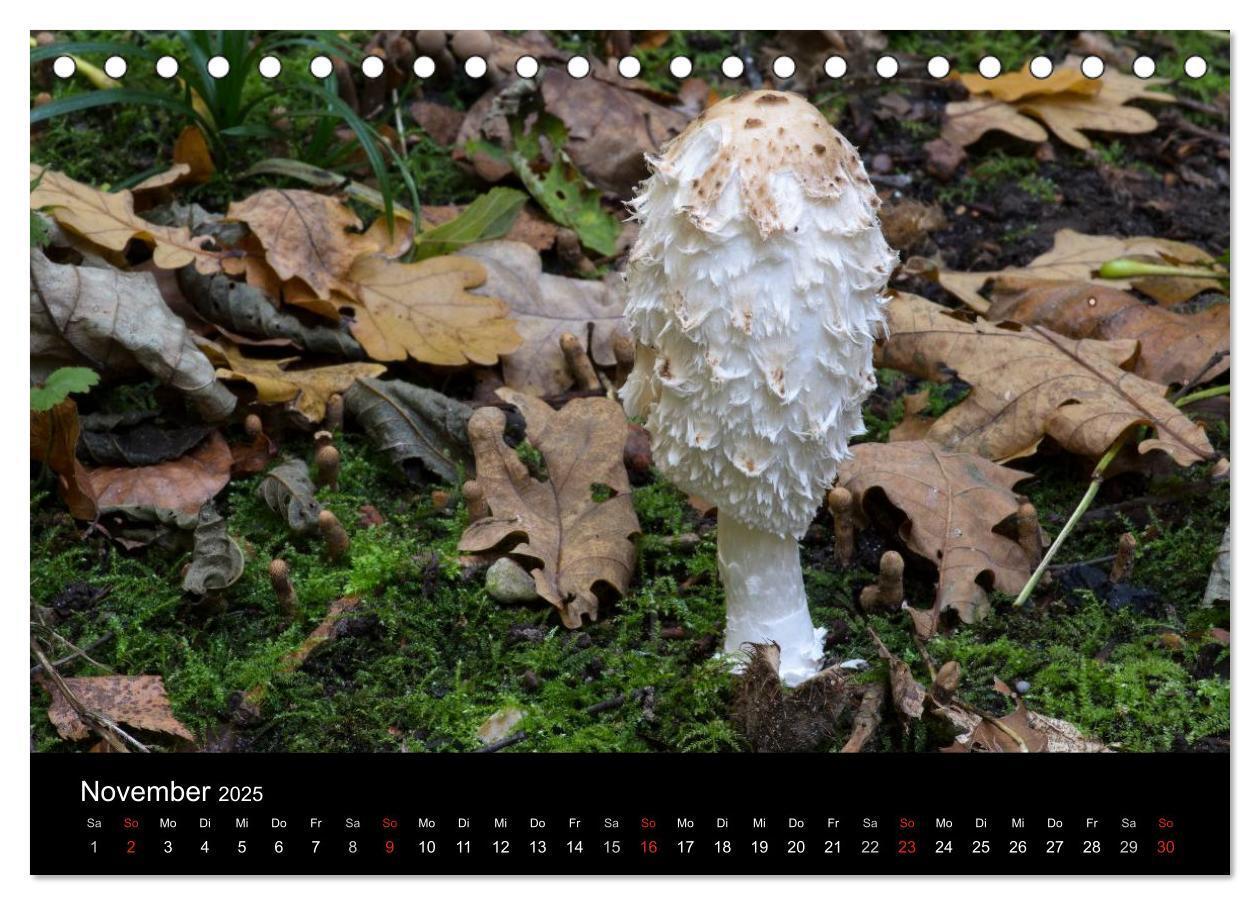 Bild: 9783435641314 | Pilze in Wald und Flur (Tischkalender 2025 DIN A5 quer), CALVENDO...