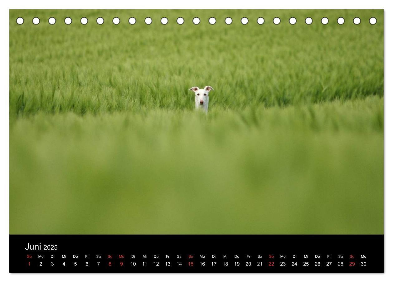 Bild: 9783435773718 | Der Windhundekalender (Tischkalender 2025 DIN A5 quer), CALVENDO...