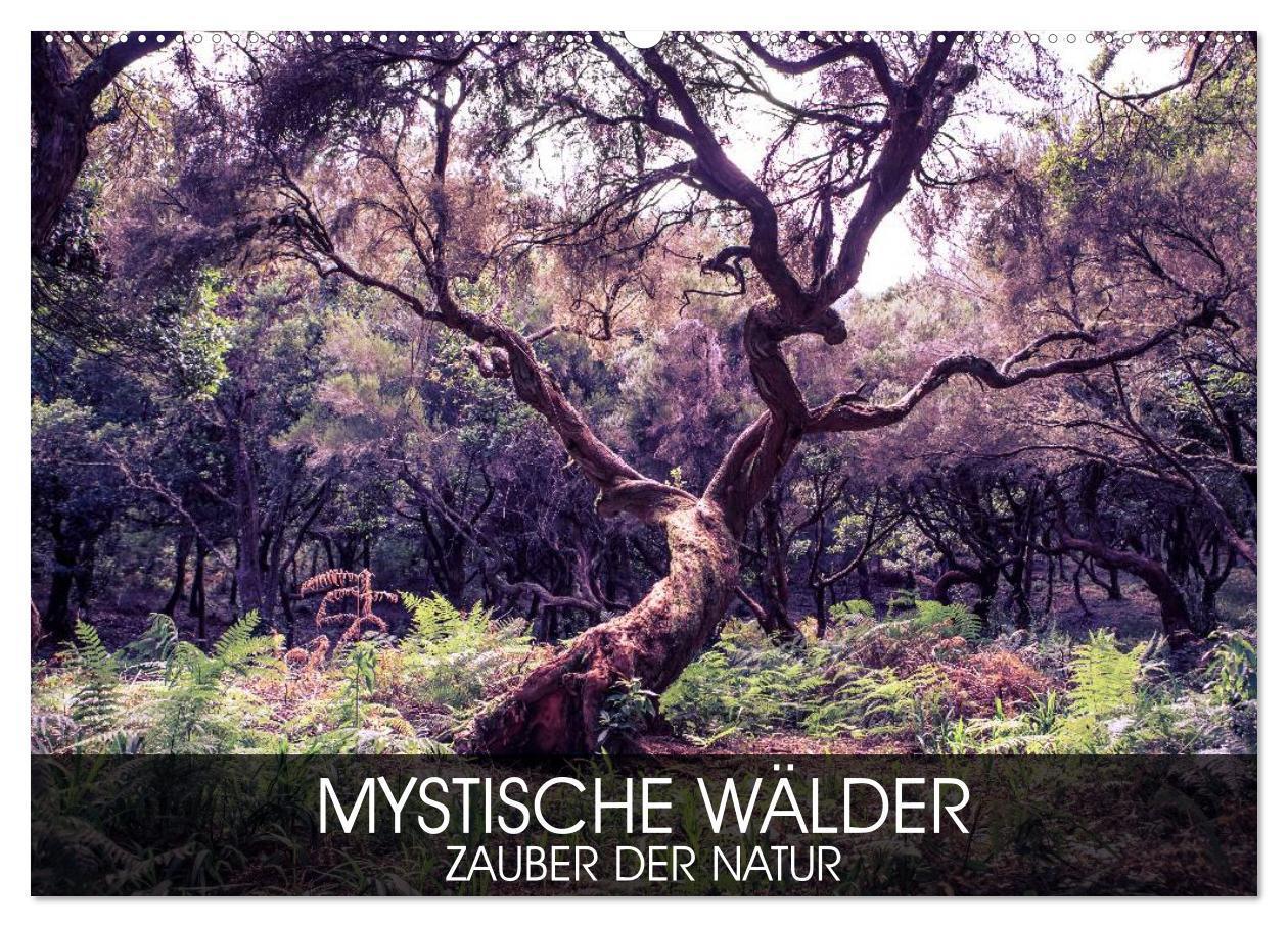 Cover: 9783383362262 | Mystische Wälder - Zauber der Natur (Wandkalender 2024 DIN A2...