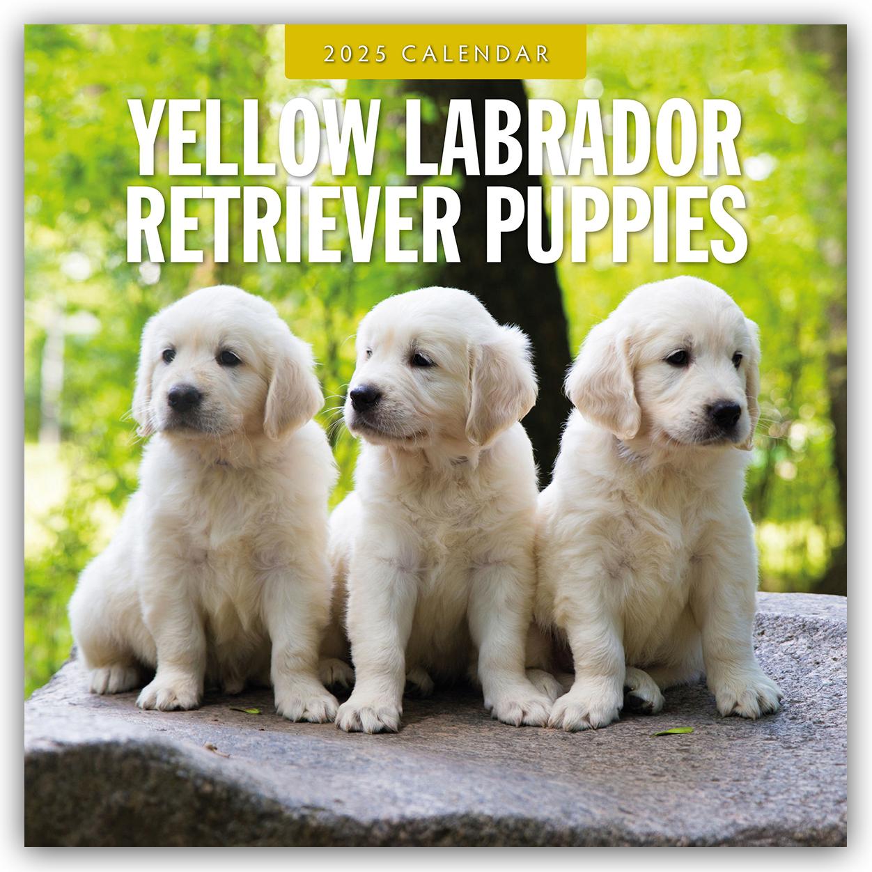 Cover: 9781804425275 | Yellow Labrador Retriever Puppies - Gelbe Labrador Retriever Welpen...