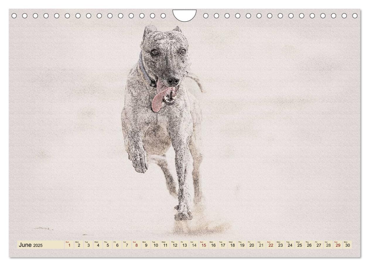 Bild: 9781325992690 | Whippets 2025 (Wall Calendar 2025 DIN A4 landscape), CALVENDO 12...