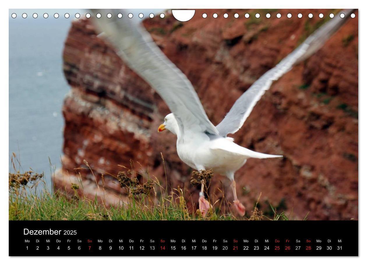 Bild: 9783435685295 | Faszinierendes Helgoland (Wandkalender 2025 DIN A4 quer), CALVENDO...