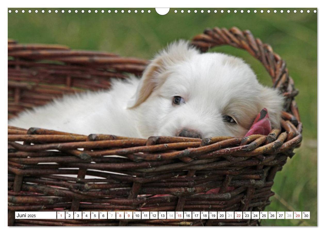 Bild: 9783435833665 | Border Collie Welpen (Wandkalender 2025 DIN A3 quer), CALVENDO...