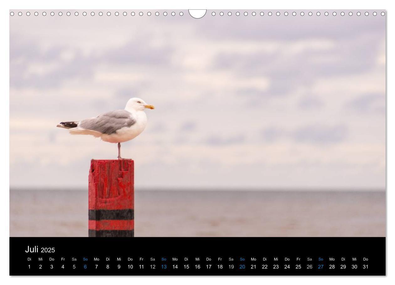 Bild: 9783435475247 | Grüße aus Texel (Wandkalender 2025 DIN A3 quer), CALVENDO...