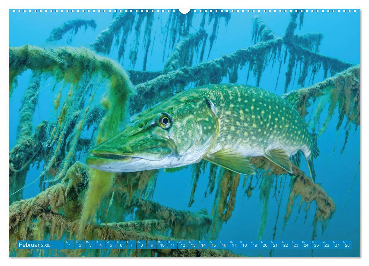 Bild: 9783383890758 | Fische in Teichen und Flüssen (hochwertiger Premium Wandkalender...