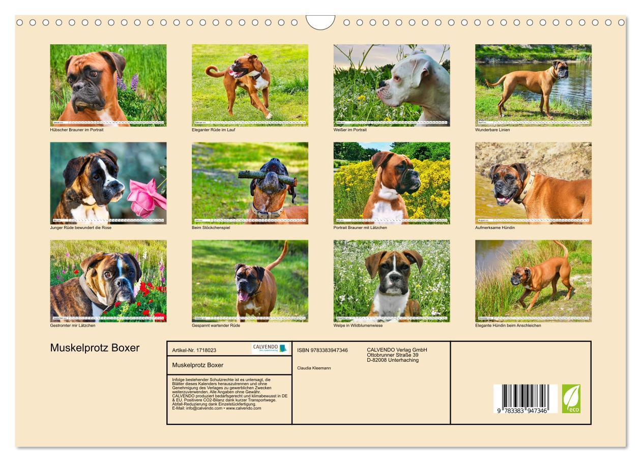 Bild: 9783383947346 | Muskelprotz Boxer (Wandkalender 2025 DIN A3 quer), CALVENDO...