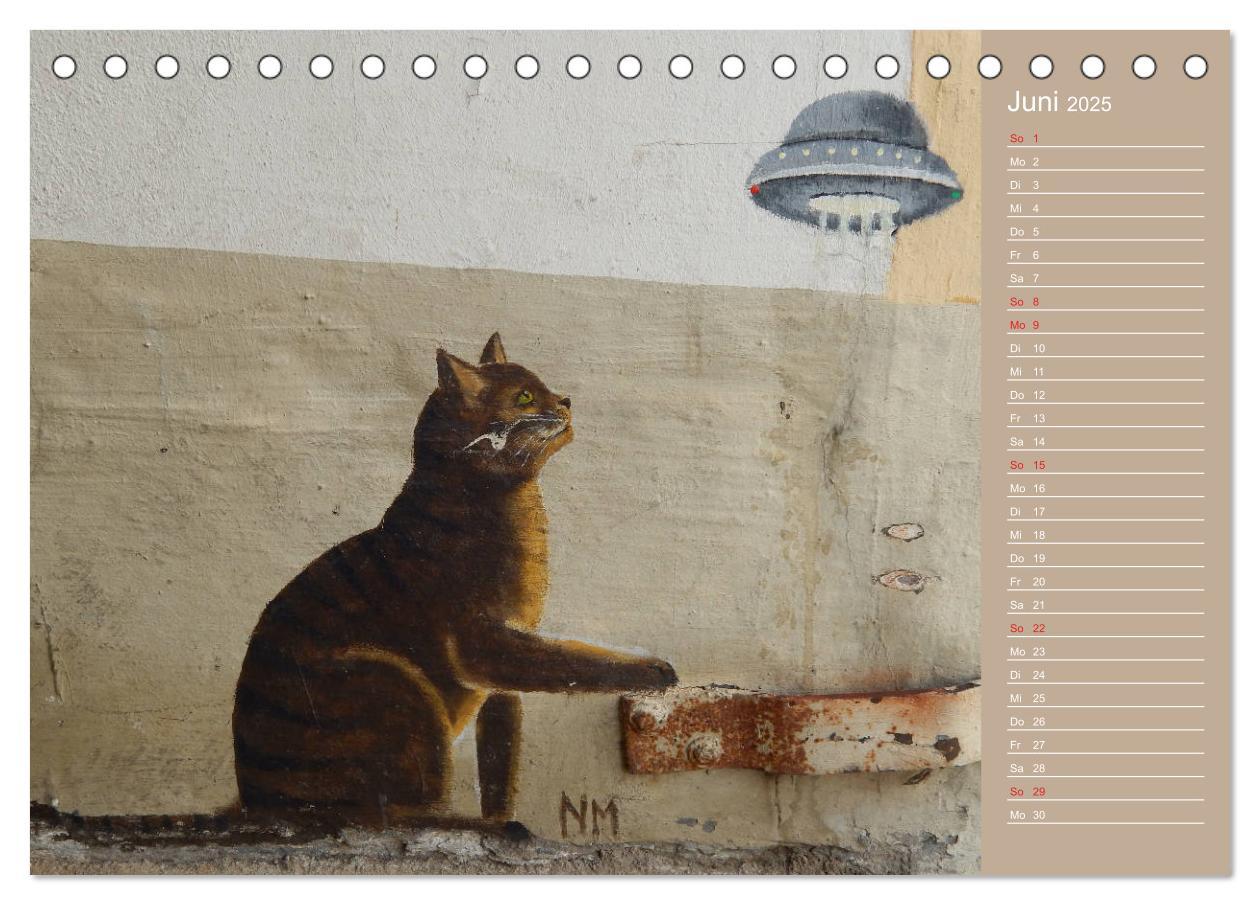 Bild: 9783435289288 | Flensburger Katzen (Tischkalender 2025 DIN A5 quer), CALVENDO...