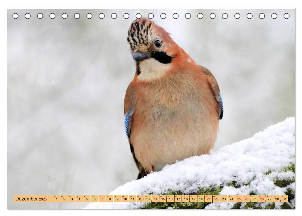 Bild: 9783435147212 | Gefiederte Gesellen - Vögel aus Wald und Garten (Tischkalender 2025...