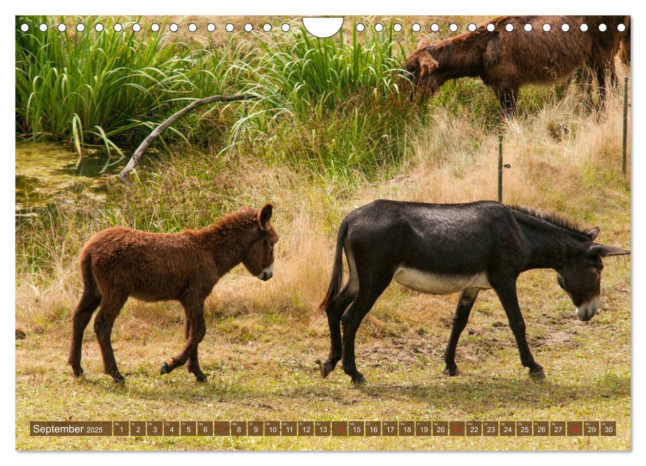 Bild: 9783435269723 | Liebenswerte Langohren - Die Schönheit der Esel (Wandkalender 2025...