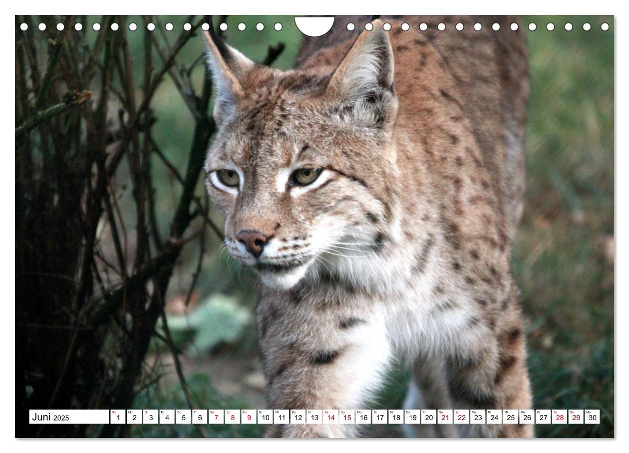 Bild: 9783435420773 | Familie Luchs - Die Jäger mit dem Pinselohr (Wandkalender 2025 DIN...