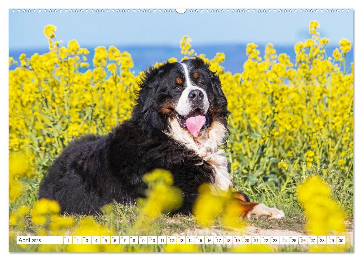 Bild: 9783383848292 | Berner Sennenhund - Ein Freund auf vier Pfoten (Wandkalender 2025...