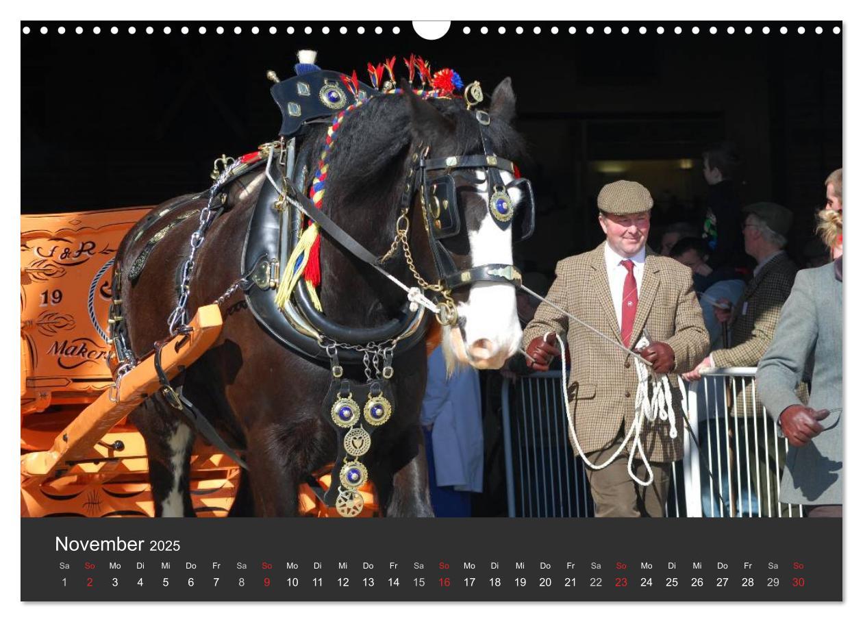 Bild: 9783435761708 | Shire Horse ¿ Prunkvolle Giganten (Wandkalender 2025 DIN A3 quer),...