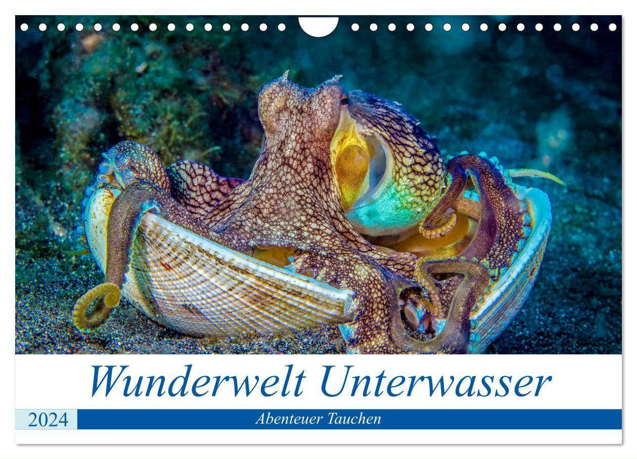 Cover: 9783675569119 | Wunderwelt Unterwasser (Wandkalender 2024 DIN A4 quer), CALVENDO...