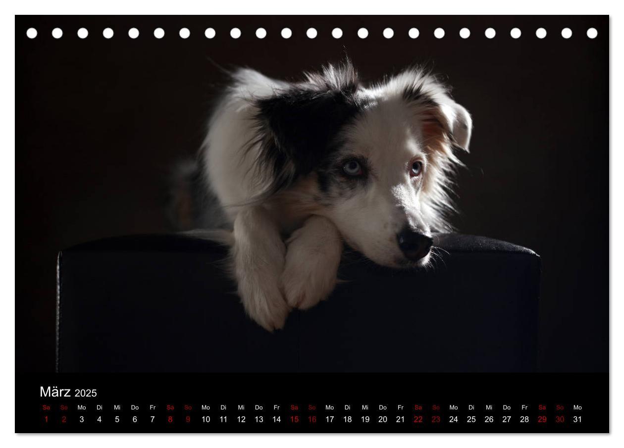 Bild: 9783435435517 | Charmante Australian Shepherds (Tischkalender 2025 DIN A5 quer),...