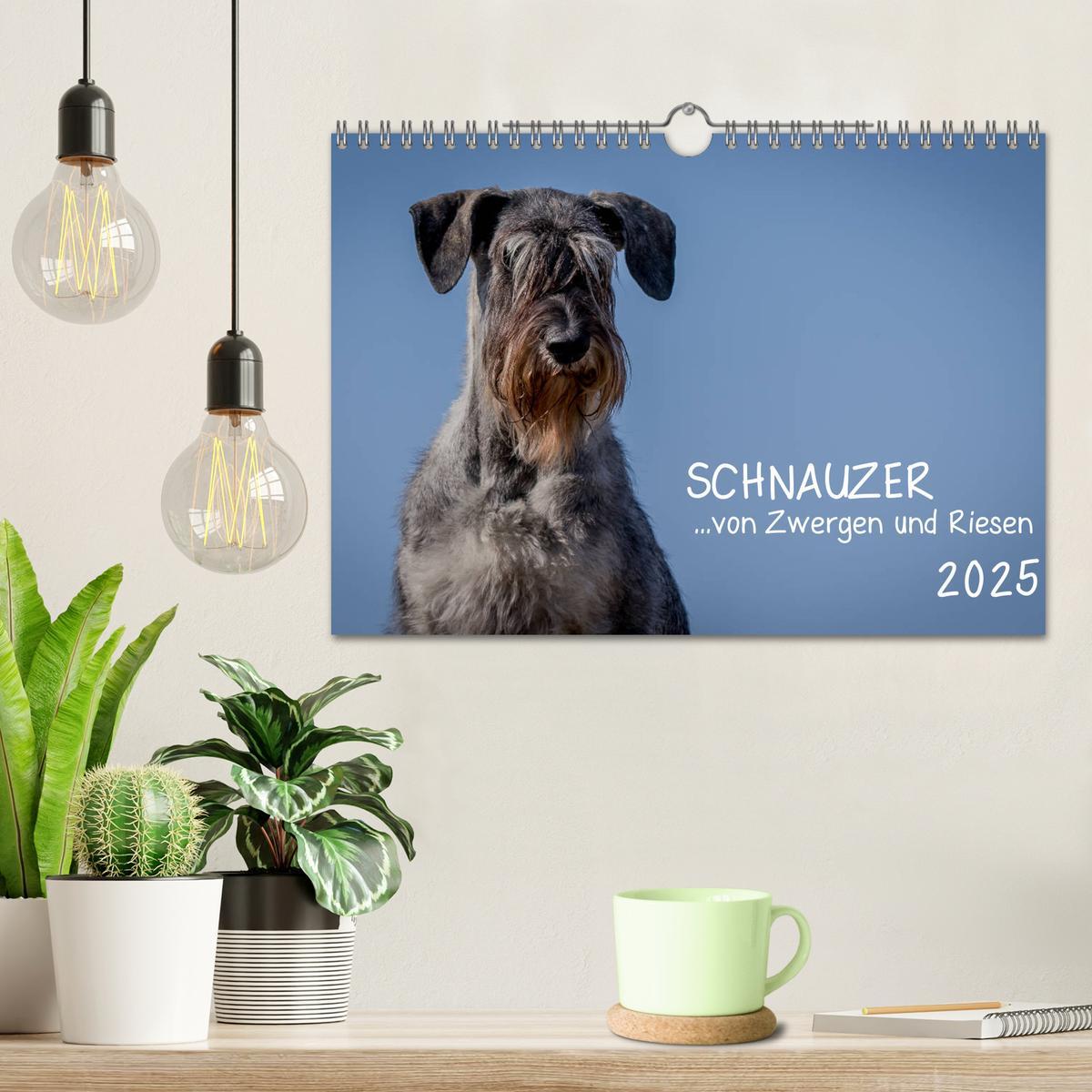 Bild: 9783435424887 | Schnauzer... von Zwergen und Riesen 2025 (Wandkalender 2025 DIN A4...