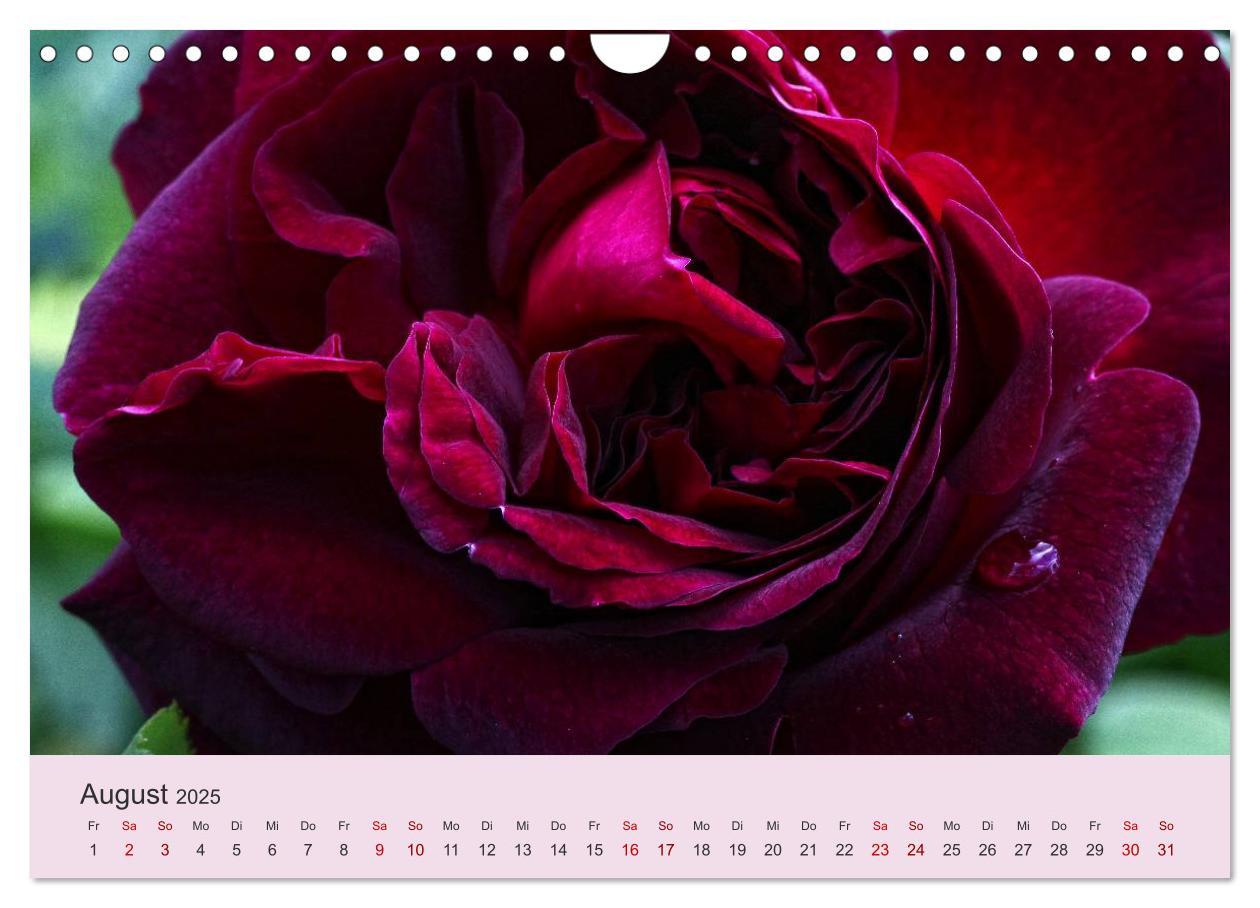 Bild: 9783435453566 | Rosen Reigen im Garten (Wandkalender 2025 DIN A4 quer), CALVENDO...