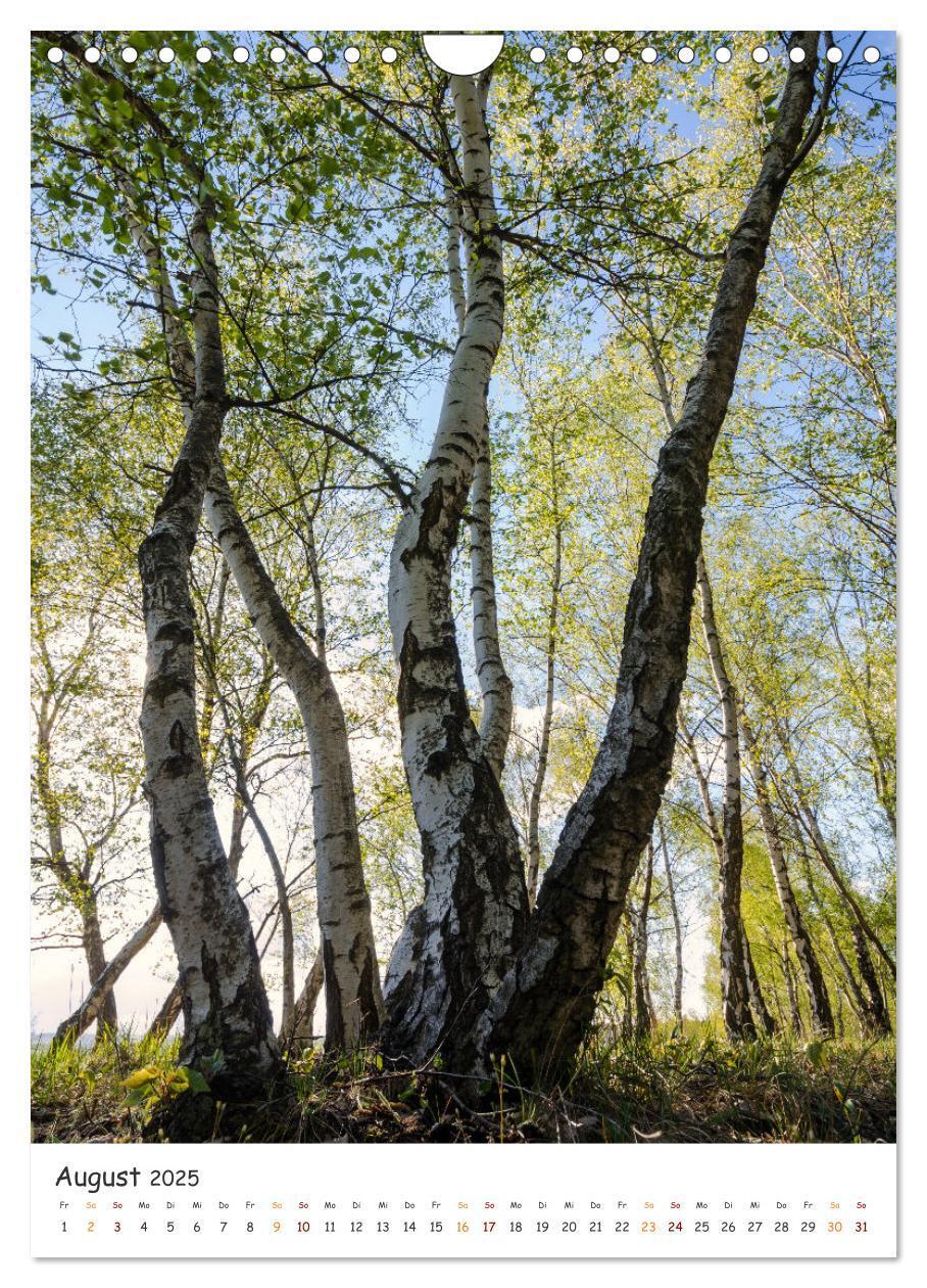 Bild: 9783435883516 | Bäume im Harz (Wandkalender 2025 DIN A4 hoch), CALVENDO Monatskalender