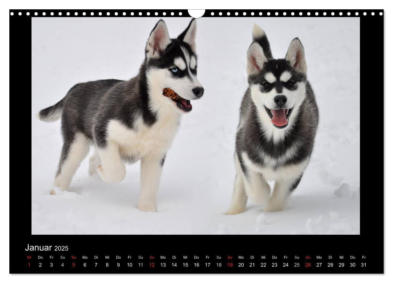 Bild: 9783435837342 | Husky-Kalender (Wandkalender 2025 DIN A3 quer), CALVENDO...