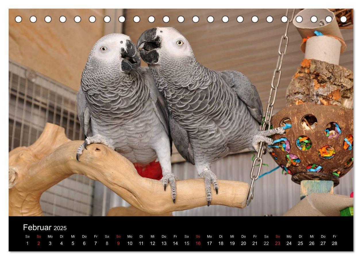 Bild: 9783435623754 | Graupapageien zum Verlieben (Tischkalender 2025 DIN A5 quer),...