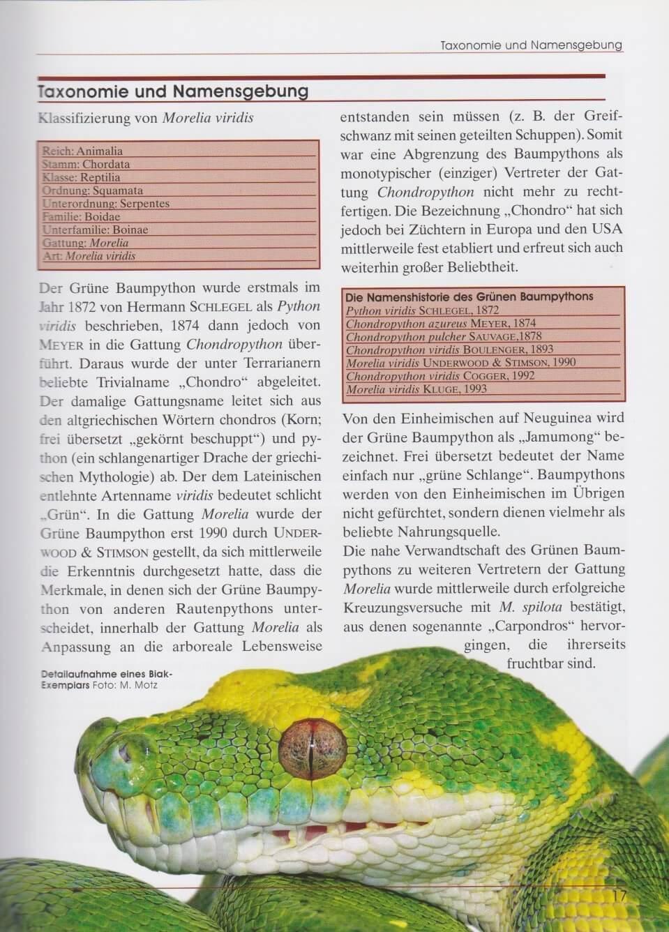 Bild: 9783866590991 | Grüner Baumpython | Morelia viridis | Marcel Hoffmann (u. a.) | Buch