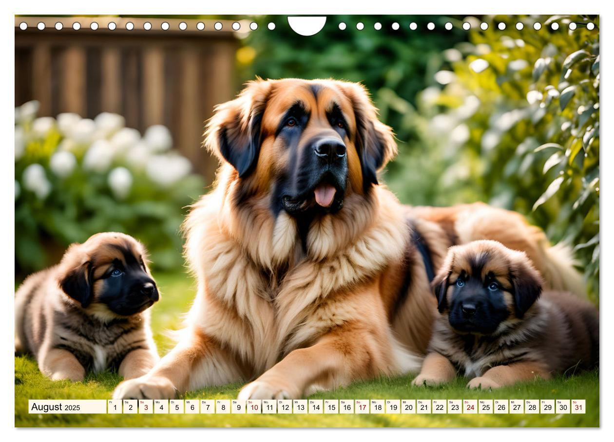 Bild: 9783457244487 | Leonberger - der zahme Löwe (Wandkalender 2025 DIN A4 quer),...