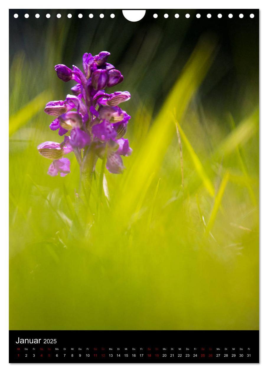 Bild: 9783435988341 | Im richtigen Licht: Wilde Orchideen in Südbayern (Wandkalender 2025...