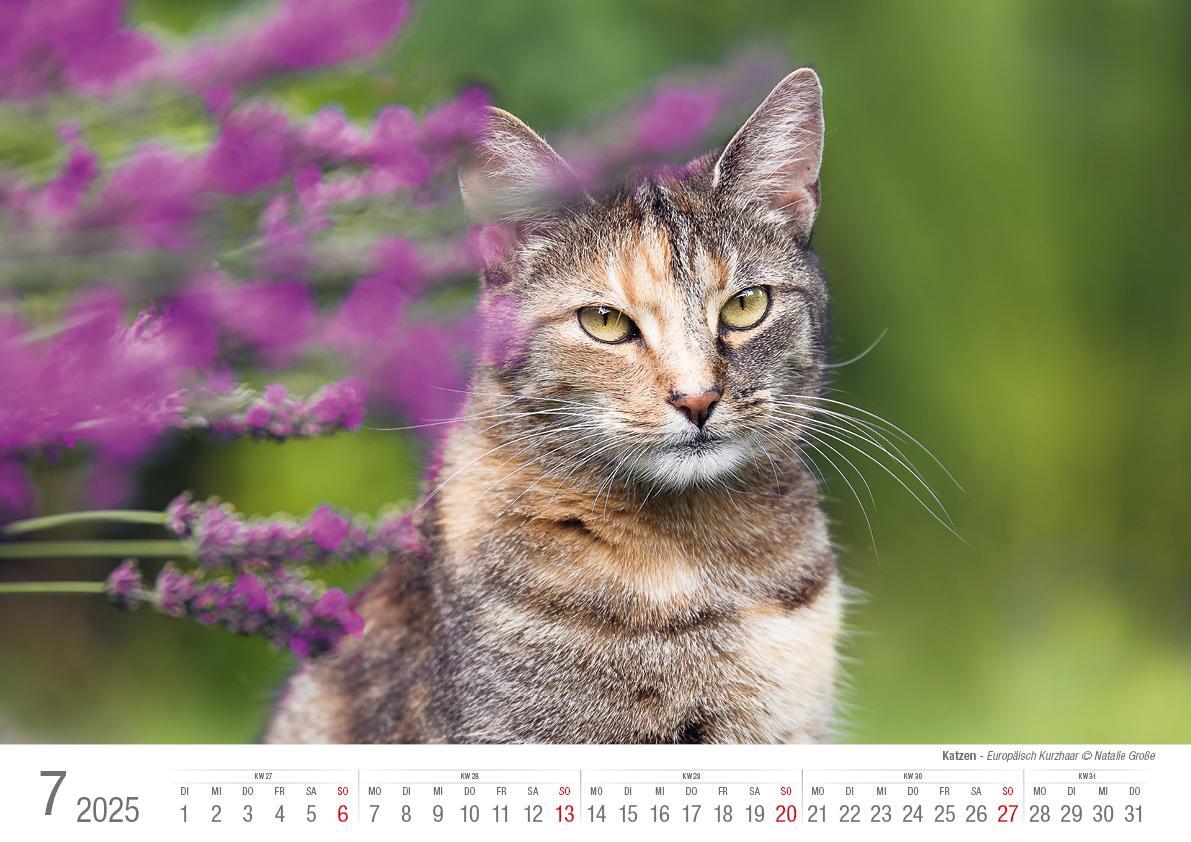 Bild: 9783965352360 | Katzen 2025 Bildkalender A3 quer - Natalie Große | Holger Klaes | 2025