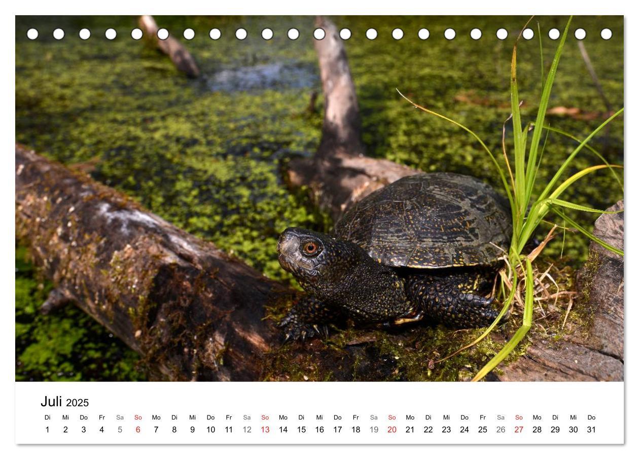 Bild: 9783435679072 | Heimische Tierwelt (Tischkalender 2025 DIN A5 quer), CALVENDO...