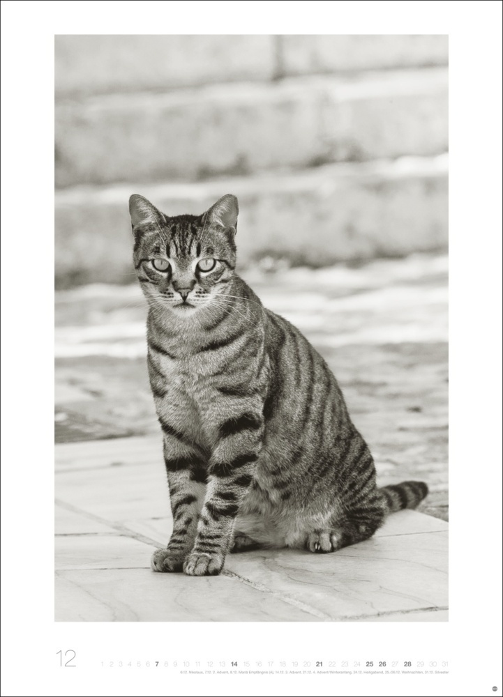 Bild: 9783756404650 | Cats Edition Kalender 2025 | Monika Wegler | Kalender | Spiralbindung