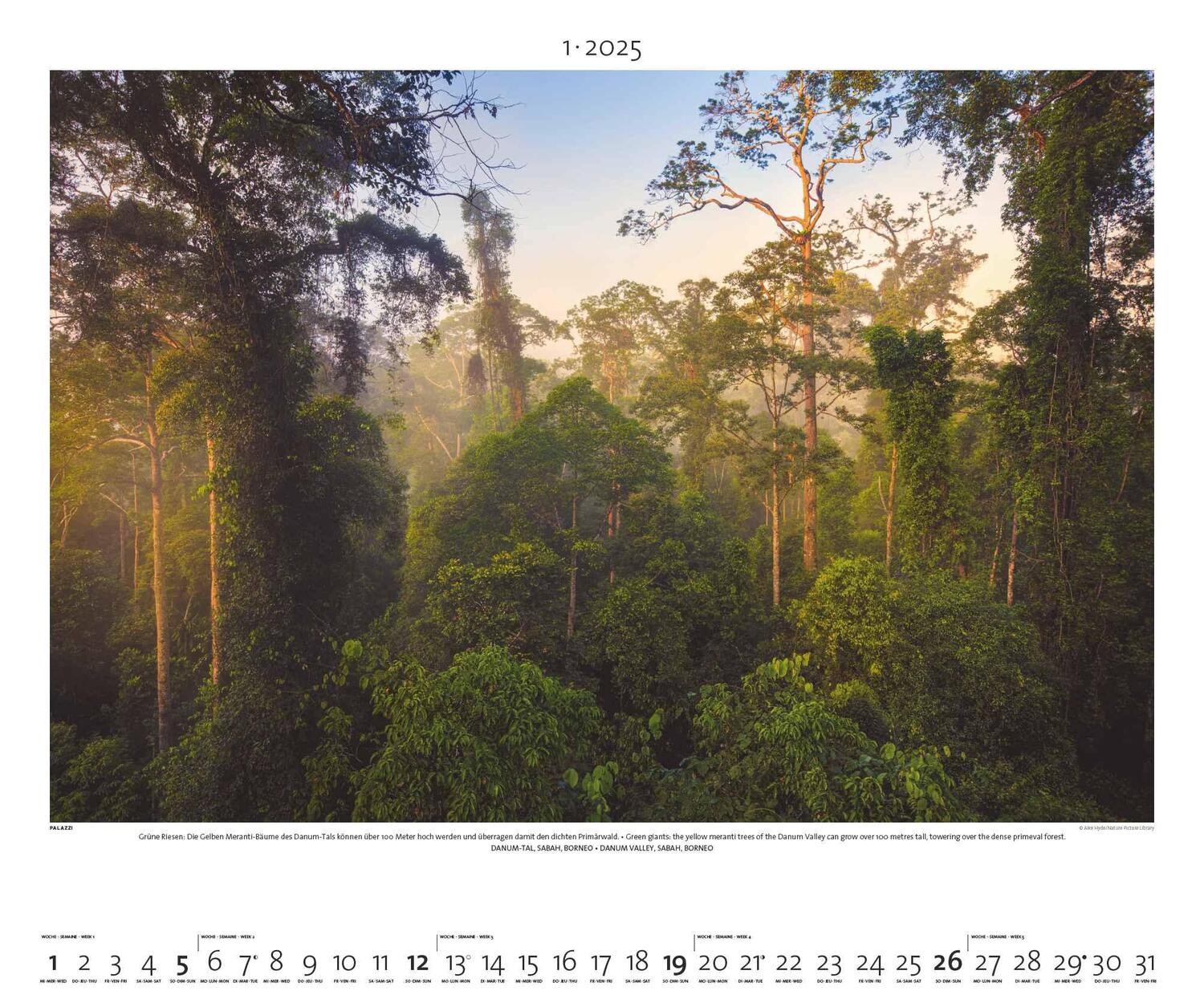 Bild: 4251734300768 | Regenwald 2025 - Bild-Kalender - Poster-Kalender - 60x50 | Rainforest