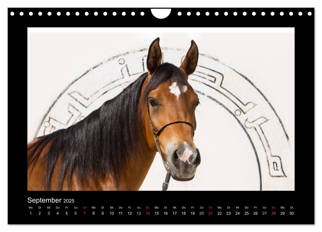 Bild: 9783435789719 | Vollblutaraber (Wandkalender 2025 DIN A4 quer), CALVENDO...