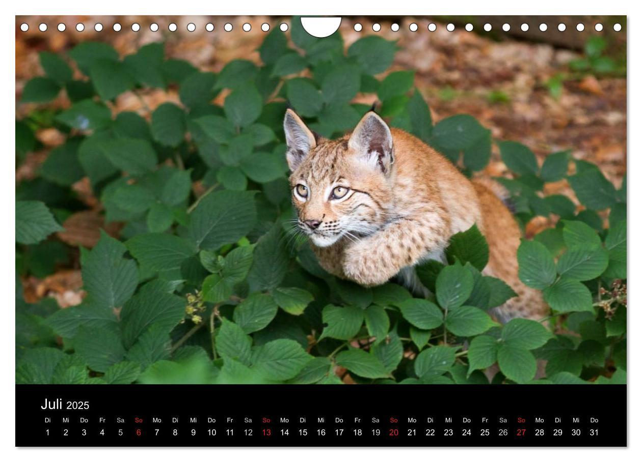 Bild: 9783435606146 | Luchse - Europas größte Katzen (Wandkalender 2025 DIN A4 quer),...