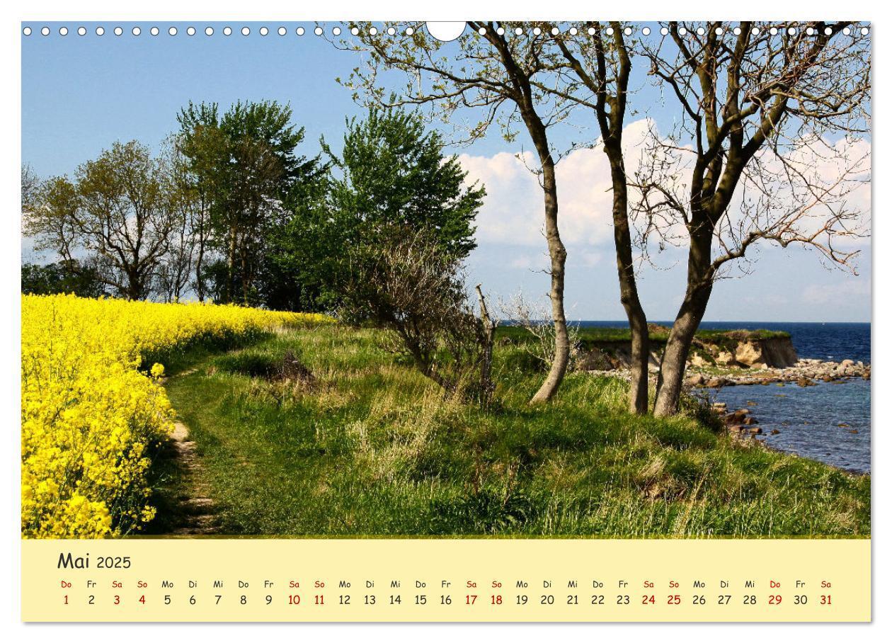 Bild: 9783435095162 | Rapsblüte an der Ostsee (Wandkalender 2025 DIN A3 quer), CALVENDO...