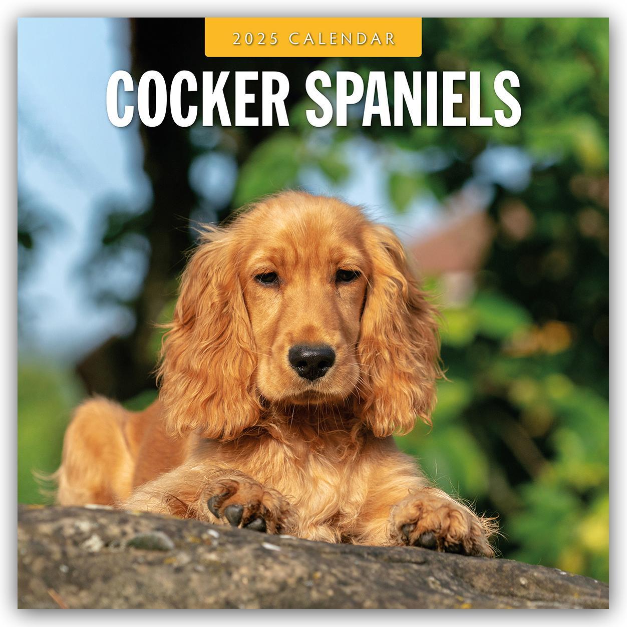 Cover: 9781804424506 | Cocker Spaniels - Cocker Spaniel 2025 - 16-Monatskalender | Robin Red