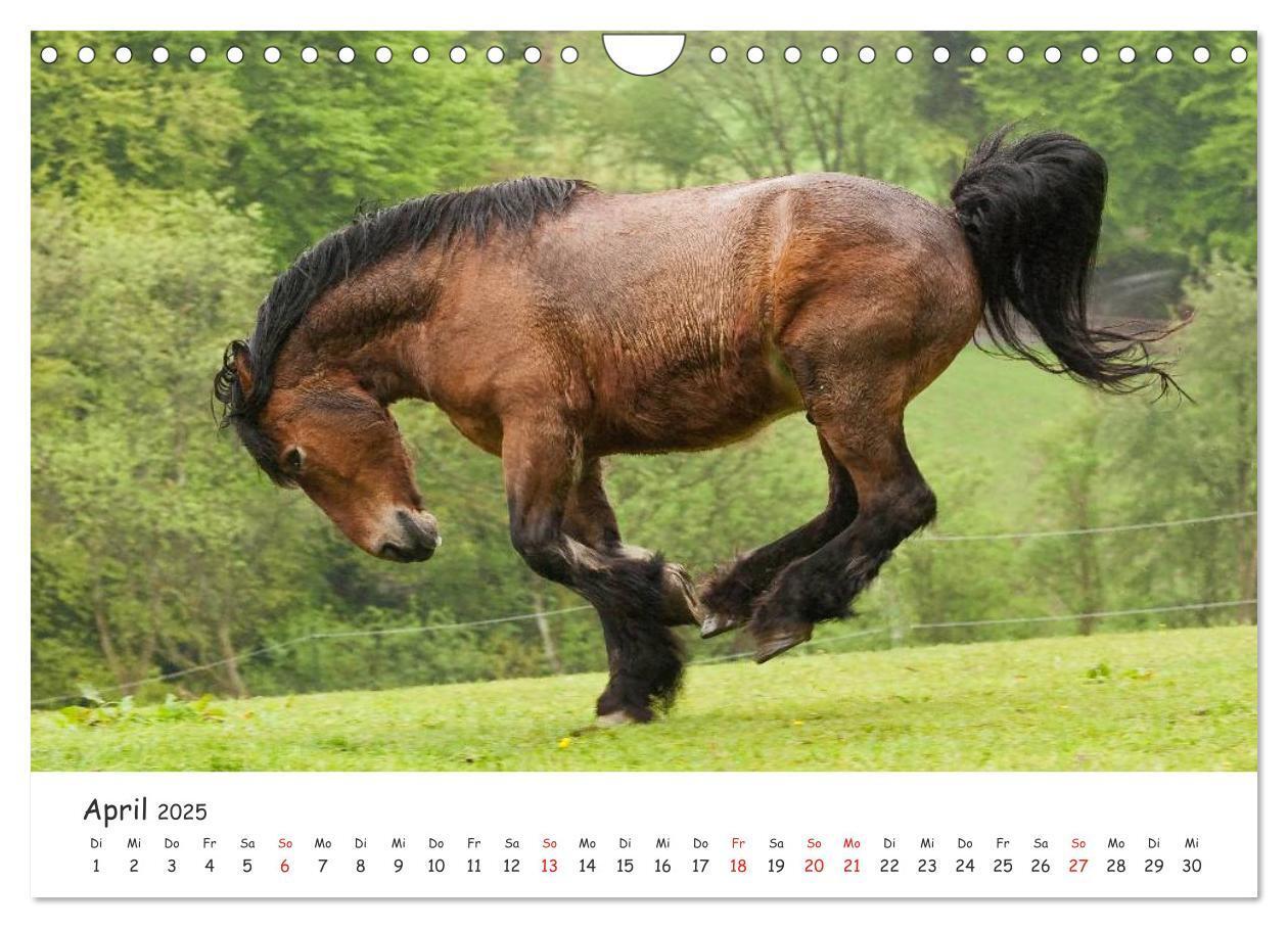 Bild: 9783435512775 | Kaltblut - schwere Pferde mit Herz (Wandkalender 2025 DIN A4 quer),...