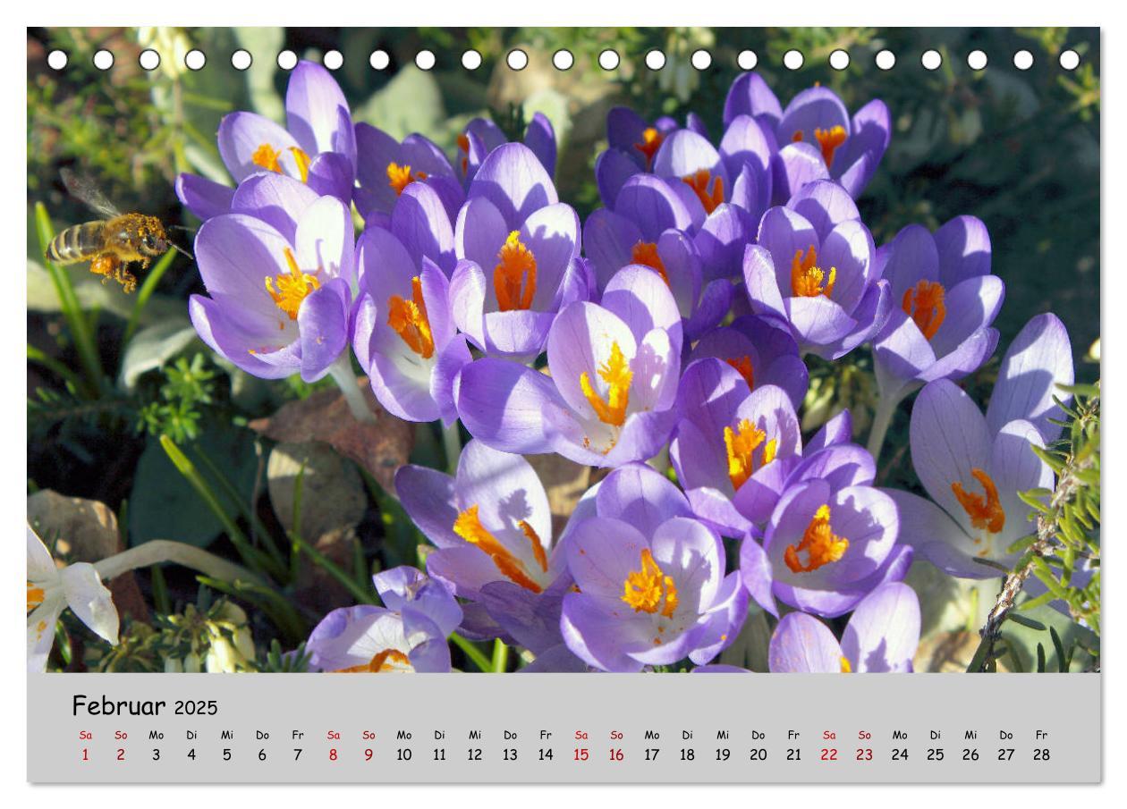 Bild: 9783435227211 | Blumen überall, zur Freude Menschen (Tischkalender 2025 DIN A5...