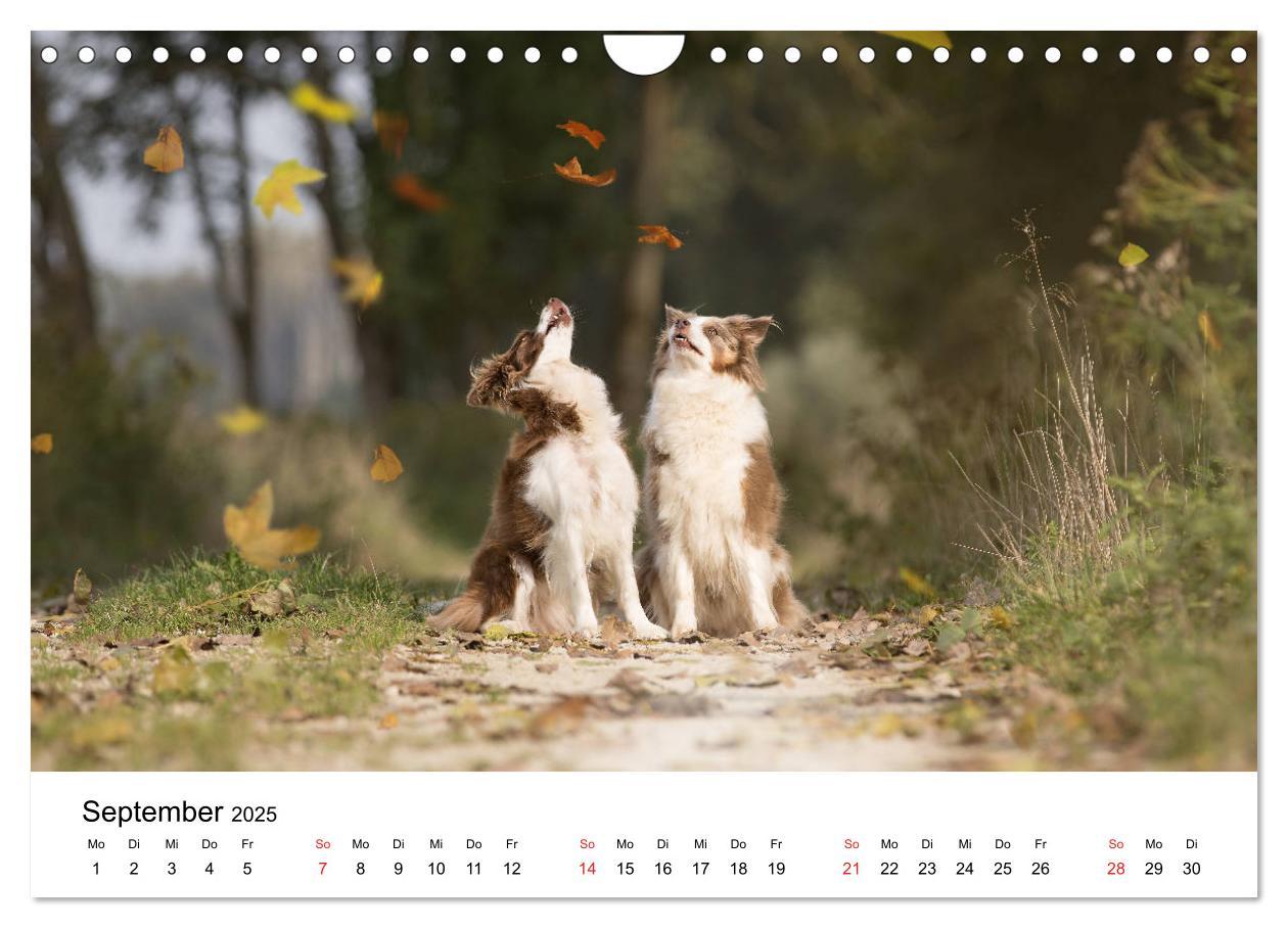 Bild: 9783435191802 | Border Collie - Bunt und clever! (Wandkalender 2025 DIN A4 quer),...