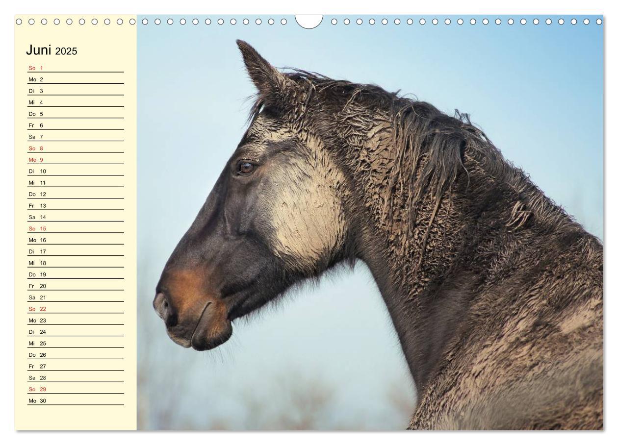 Bild: 9783435529353 | Wilde Pferde. Mustangs in USA (Wandkalender 2025 DIN A3 quer),...