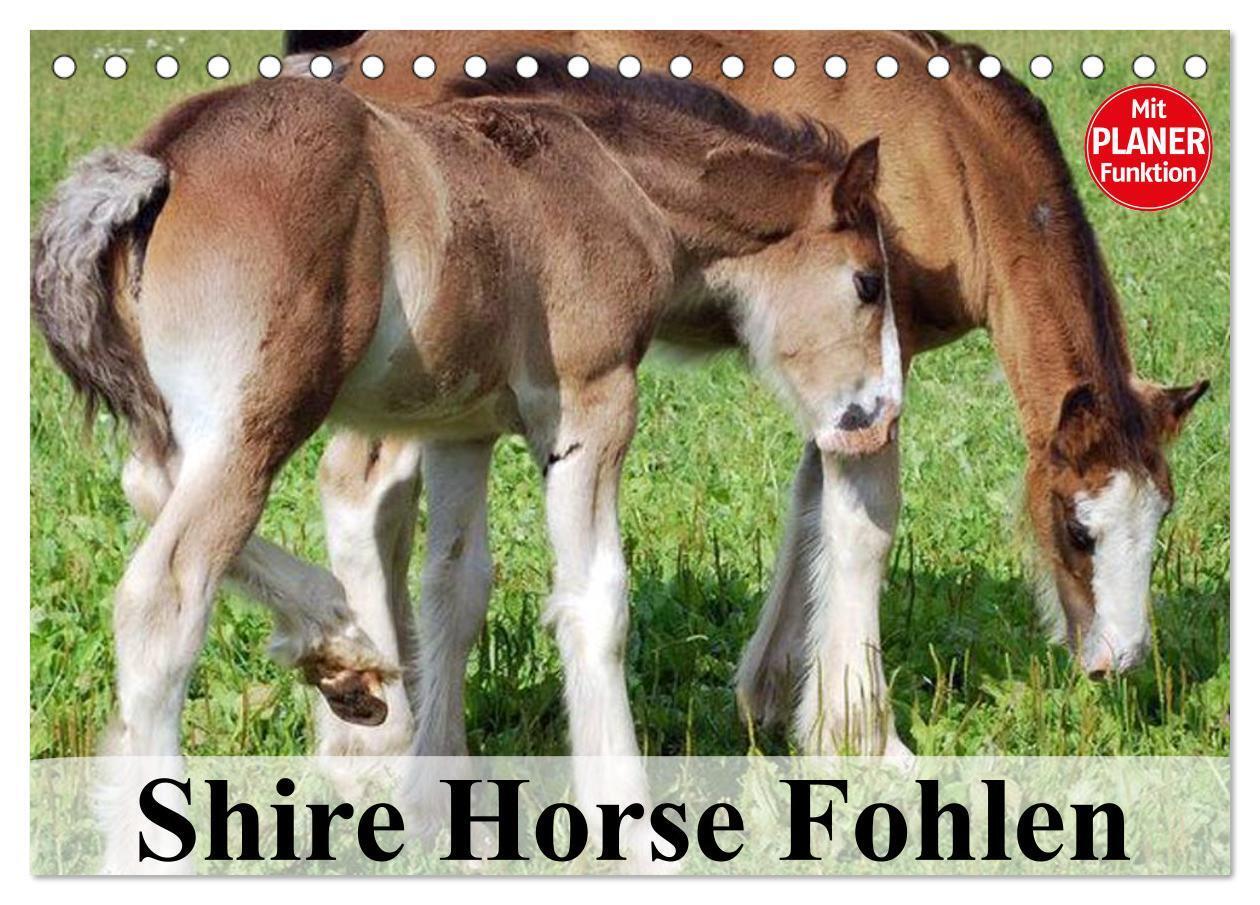 Cover: 9783383317330 | Shire Horse Fohlen (Tischkalender 2024 DIN A5 quer), CALVENDO...