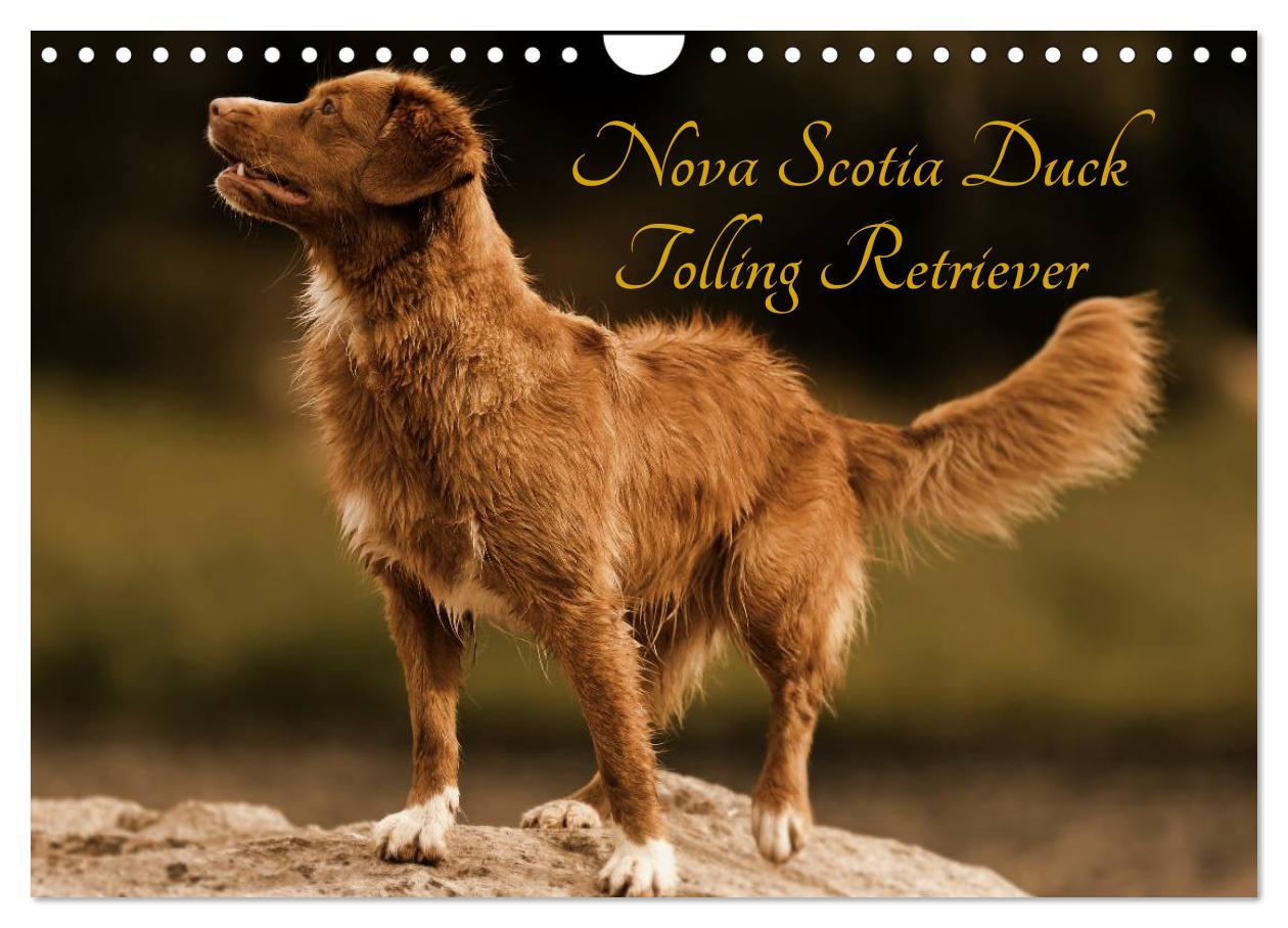 Cover: 9783435569663 | Nova Scotia Duck Tolling Retriever (Wandkalender 2025 DIN A4 quer),...