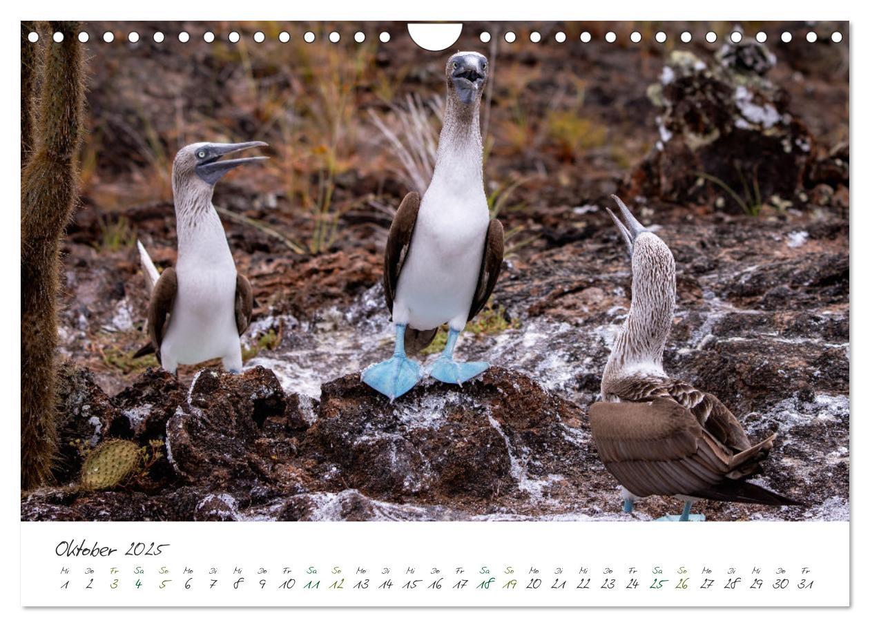 Bild: 9783383854200 | Wildes Galapagos - Die Tiere der Galapagos Inseln (Wandkalender...