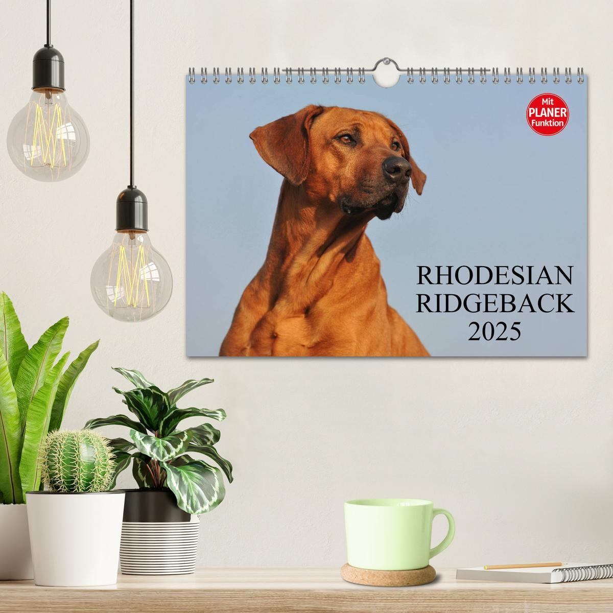 Bild: 9783435541416 | Rhodesian Ridgeback 2025 (Wandkalender 2025 DIN A4 quer), CALVENDO...