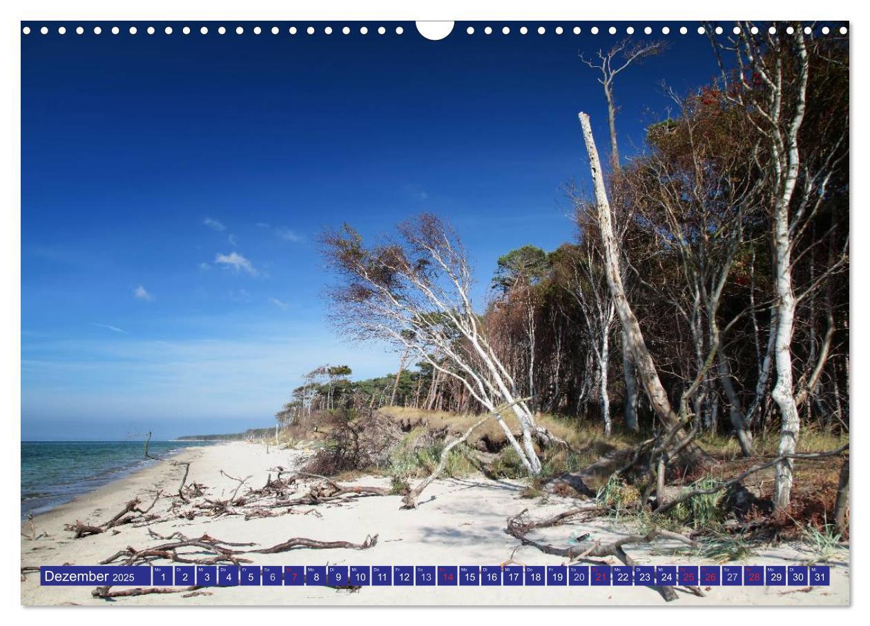 Bild: 9783435781973 | Weststrand Darß (Wandkalender 2025 DIN A3 quer), CALVENDO...