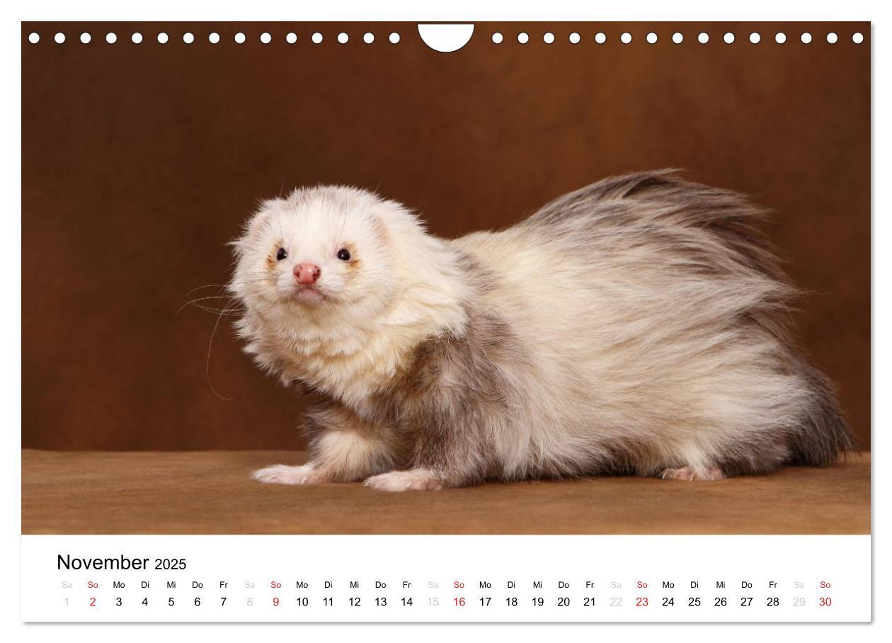 Bild: 9783435840083 | Frettchen - Ferrets (Wandkalender 2025 DIN A4 quer), CALVENDO...