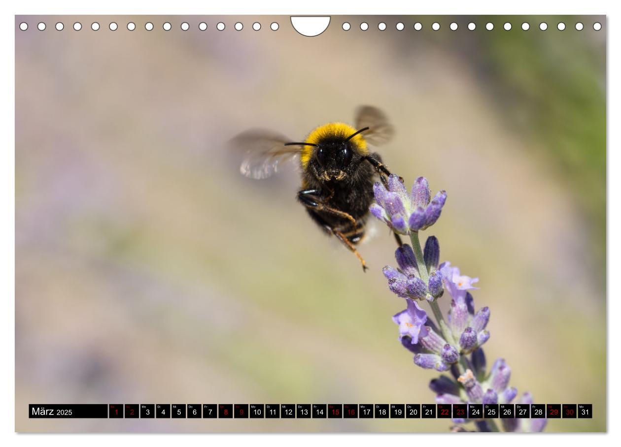 Bild: 9783383839030 | Hummeln - Flugaufnahmen eines faszinierenden Insekts (Wandkalender...